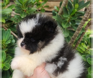 Miniature Spitz Puppy for sale in HOMESTEAD, FL, USA