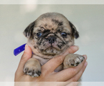 Small #2 Pug