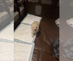 Lhasa-Poo Puppy for sale in E BRUNSWICK, NJ, USA