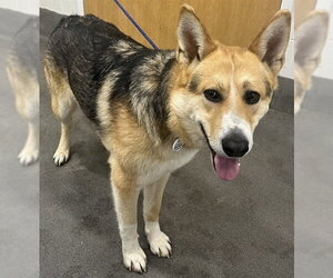 German Shepherd Dog Dogs for adoption in Forestville, MD, USA