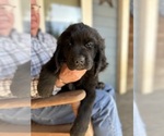 Puppy Cobalt blue boy Newfoundland