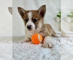 Small #3 Miniature Australian Shepherd-Pomsky Mix