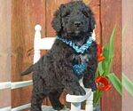 Small Photo #6 Bernedoodle Puppy For Sale in THORP, WI, USA