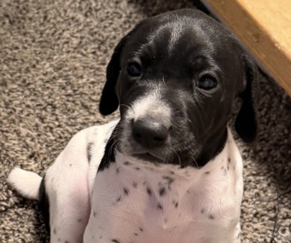 Medium Photo #9 German Shorthaired Pointer Puppy For Sale in WOODSTOCK, CT, USA