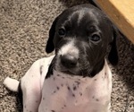 Bruiser - Male German Shorthaired Pointer Puppy for Sale - Photo #9