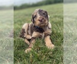 Small #2 Goldendoodle