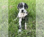 Small #8 Great Dane