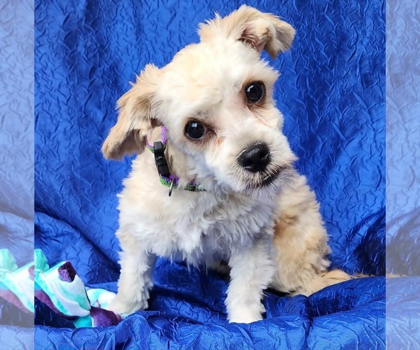 Medium Photo #4 Shih-Poo Puppy For Sale in Cuba, NY, USA