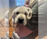 Puppy Puppy 2 Labrador Retriever