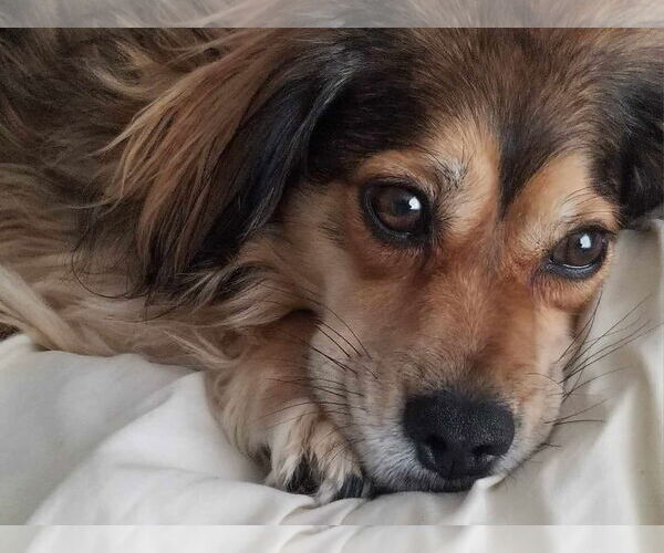 Medium Photo #7 Doxle Puppy For Sale in Lewistown, PA, USA