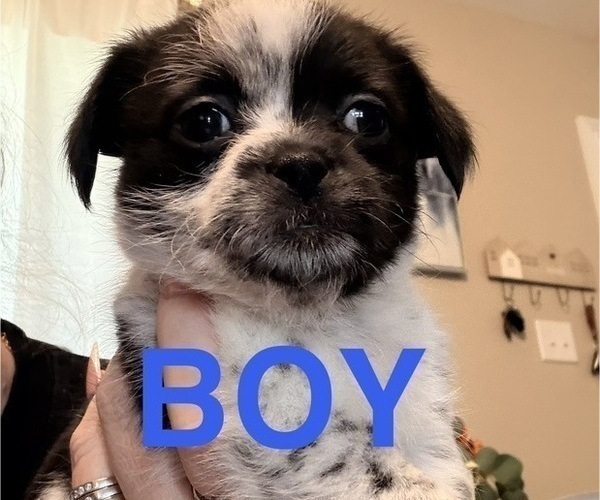 Medium Photo #2 Chiranian Puppy For Sale in OAK GROVE, KY, USA