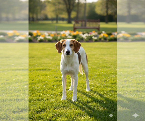 Medium Photo #2 Mutt Puppy For Sale in Spotsylvania, VA, USA