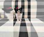 Puppy Maggie Paperanian