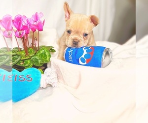 Medium French Bulldog