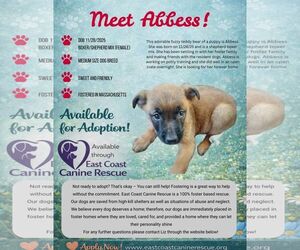 Boxer-Unknown Mix Dogs for adoption in pomfret, CT, USA