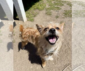 Mutt Dogs for adoption in Seal Beach, CA, USA