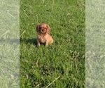 Small #3 Cavalier King Charles Spaniel