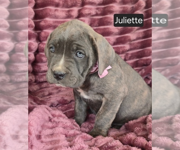 Medium Photo #4 Cane Corso Puppy For Sale in MINERAL WELLS, WV, USA