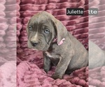 Small #3 Cane Corso