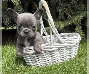 French Bulldog Puppy for Sale in MIDDLEBURY, Indiana USA