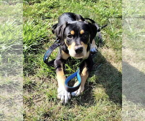 Rottweiler-Unknown Mix Dogs for adoption in pomfret, CT, USA