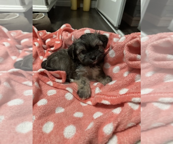 Medium Photo #1 Maltese Puppy For Sale in ONTARIO, CA, USA