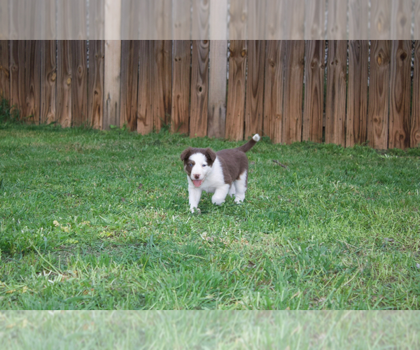 Medium Photo #1 Border Collie Puppy For Sale in ABILENE, TX, USA