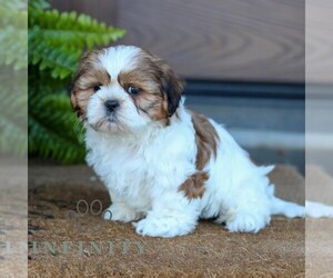 Shih Tzu Puppy for sale in MORGANTOWN, PA, USA