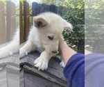 Small Photo #5 Swiss Shepherd-Timber Wolf Mix Puppy For Sale in MAD RIVER, CA, USA