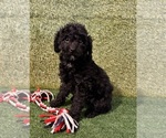 Small #2 Poodle (Miniature)