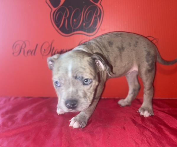 Medium Photo #6 American Bully Puppy For Sale in TRENTON, NJ, USA