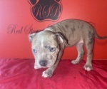 Small #5 American Bully