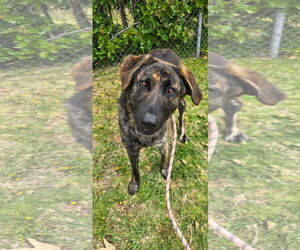 Jake from State Farm - Male Holland Shepherd-Labrador Retriever Mix Dog for Adoption - Photo #4
