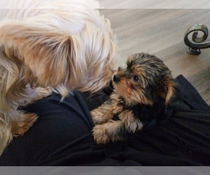 Yorkshire Terrier Puppy for sale in SPRINGFIELD, MO, USA