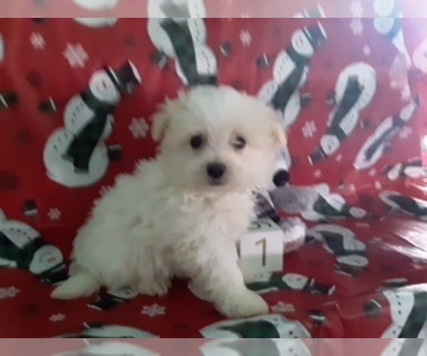 Medium Photo #4 Maltipom Puppy For Sale in SCOTTVILLE, MI, USA