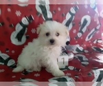 Small Photo #4 Maltipom Puppy For Sale in SCOTTVILLE, MI, USA