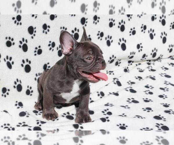 Medium Photo #5 French Bulldog Puppy For Sale in E GREENWICH, RI, USA