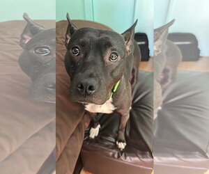 Kenzie - Female Bull Terrier-Unknown Mix Dog for Adoption - Photo #3