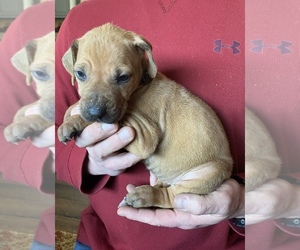 Rhodesian Ridgeback Puppy for sale in DIVIDE, CO, USA