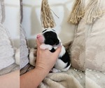 Puppy Gray Sheepadoodle