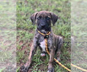 Mutt Dogs for adoption in Greenville, SC, USA