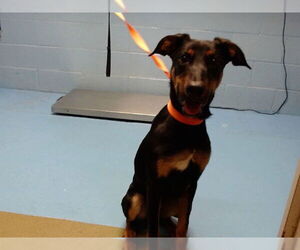 Doberman Pinscher-Unknown Mix Dogs for adoption in Moreno Valley, CA, USA