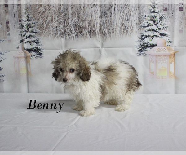 Medium Photo #25 Poodle (Toy) Puppy For Sale in CHANUTE, KS, USA