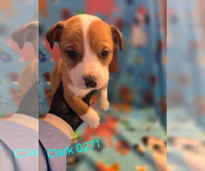 Mutt Dogs for adoption in Foristell, MO, USA