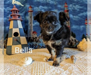 Chihuahua Puppy for sale in LEBANON, PA, USA