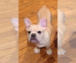 Small Photo #17 French Bulldog Puppy For Sale in LEES SUMMIT, MO, USA