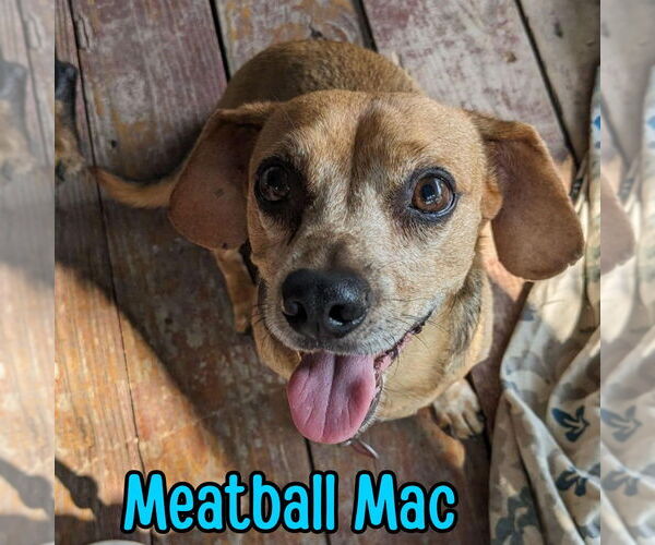 Medium Photo #5 Dachshund Puppy For Sale in San Antonio, TX, USA