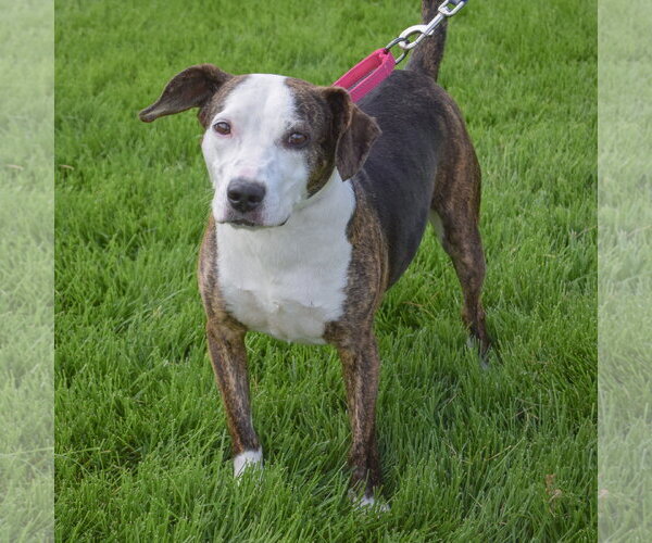 Medium Photo #4 American Staffordshire Terrier-Beagle Mix Puppy For Sale in Huntley, IL, USA