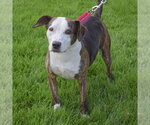 Small #3 American Staffordshire Terrier-Beagle Mix