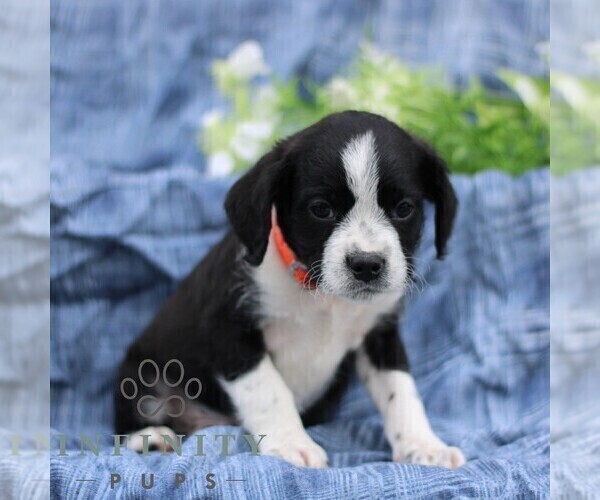 Medium Photo #2 Boston Terrier-Cock-A-Poo Mix Puppy For Sale in PORT ROYAL, PA, USA